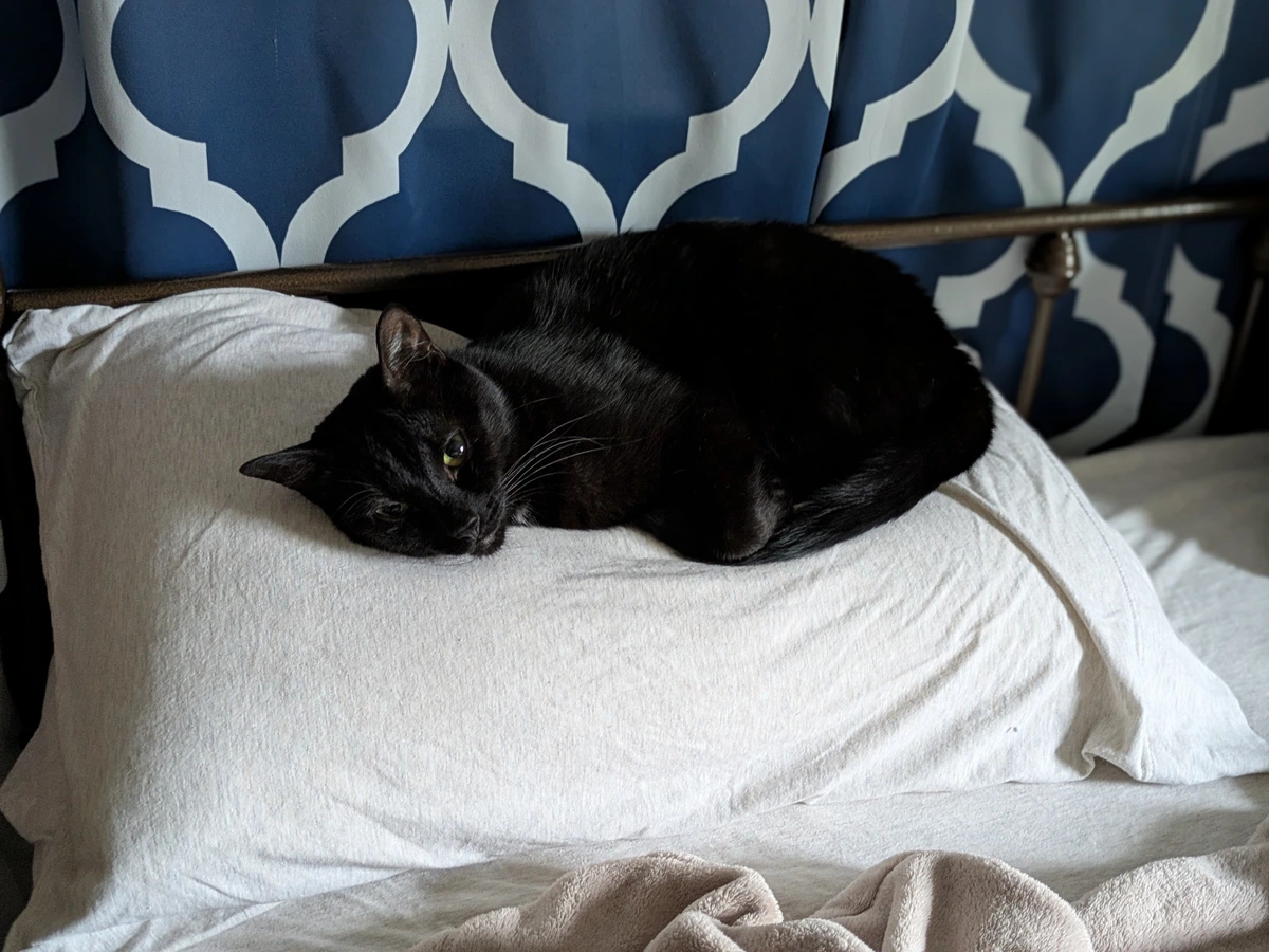 Black cat laying on white pillow.