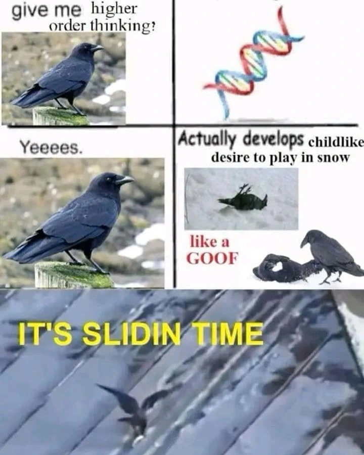 caww caww
