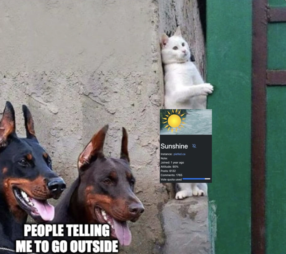 Cat with 90% of daily vote quota used standing up hiding around corner from dobermen.