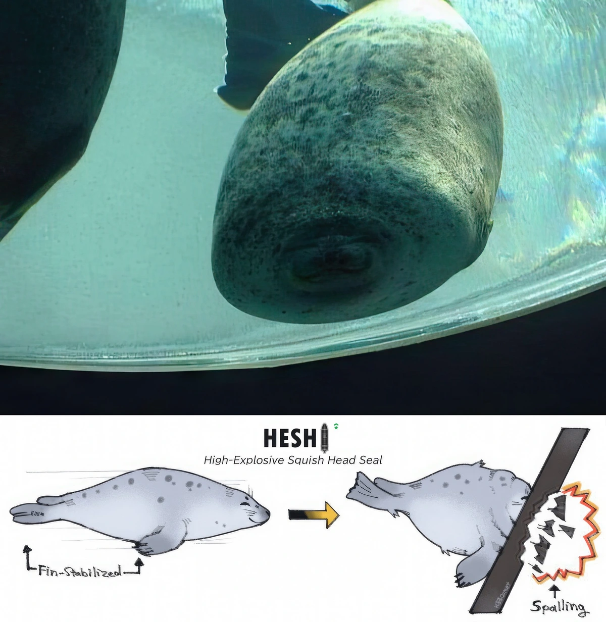 New HESH round just dropped (into the aquarium window)