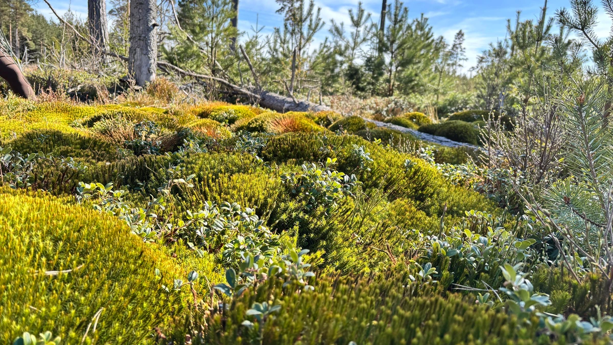 Photo from ground level of what looks like green little hills but are actually moss.