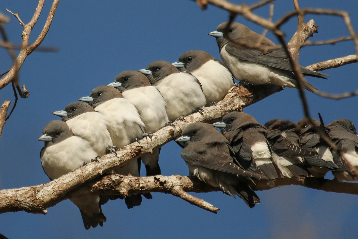 White-breasted Woodswallows