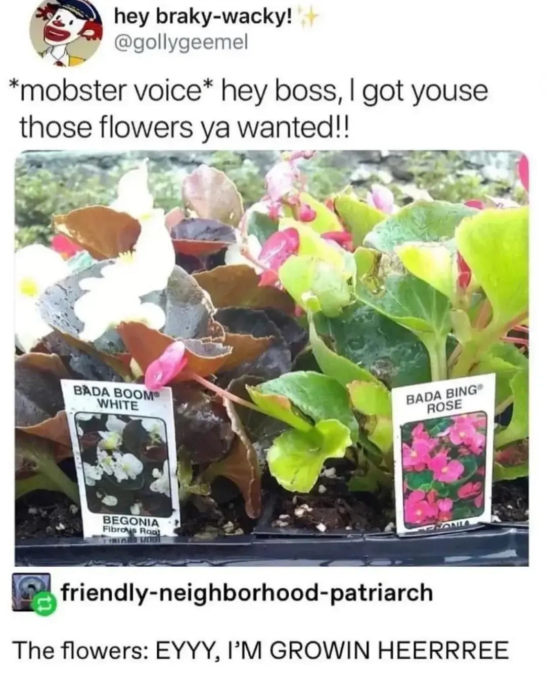 I'ma call mine Pauly Wallnuts