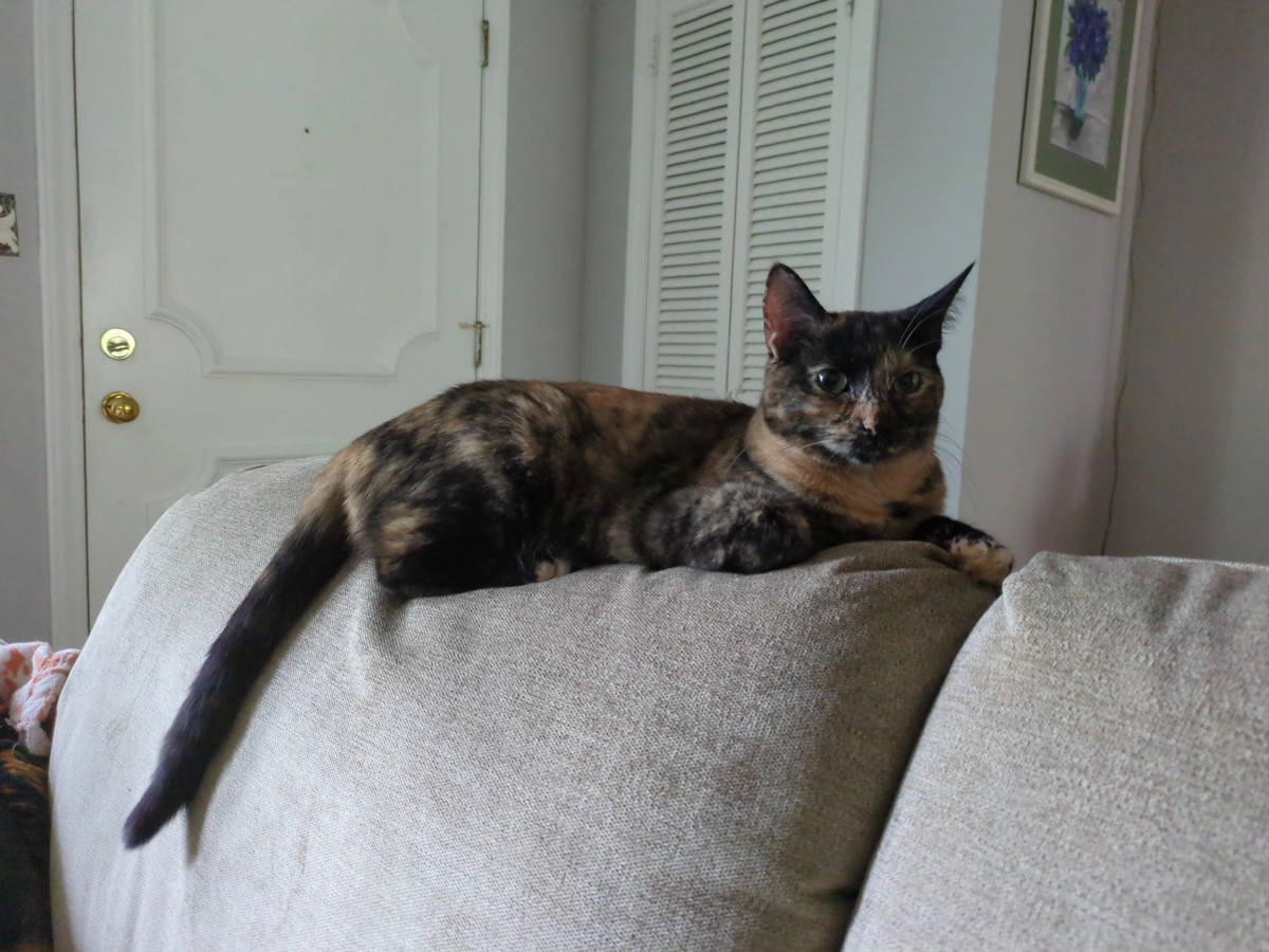 Pretty tortie cat 