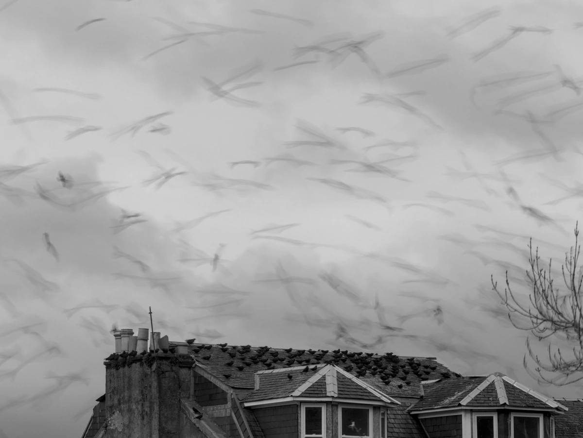 a flock of birds flying across the sky appear as black streaks over a roof of a house 