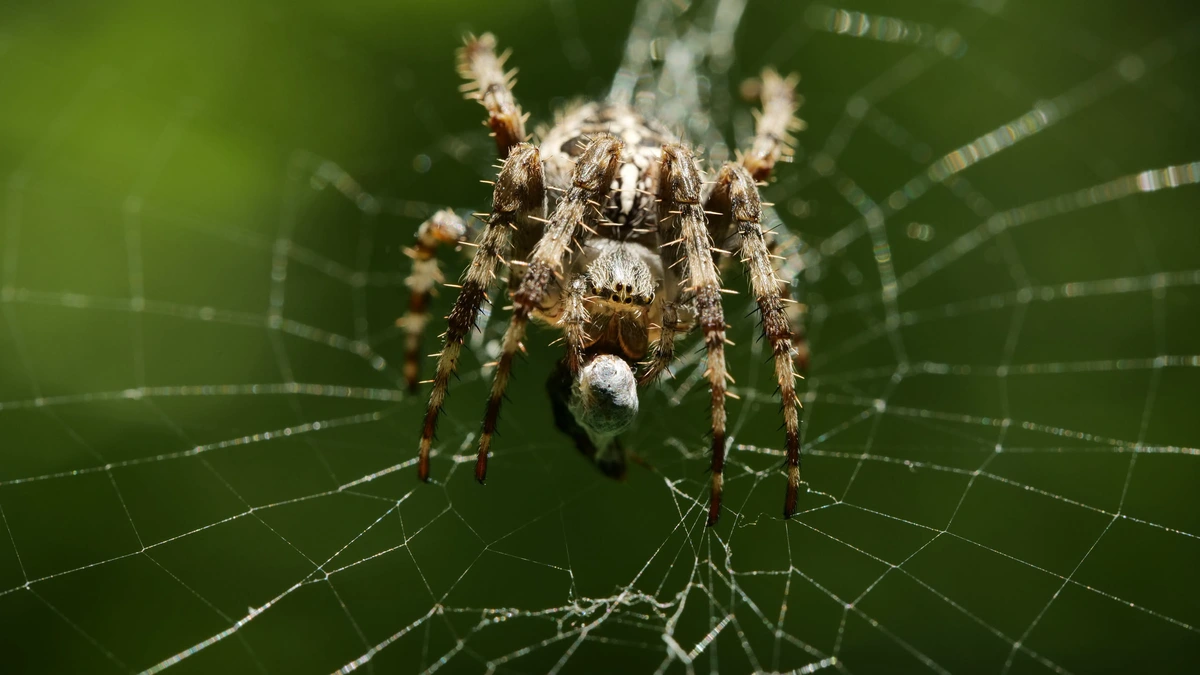 🕷️ Garden Cross Spider embalming its dinner.