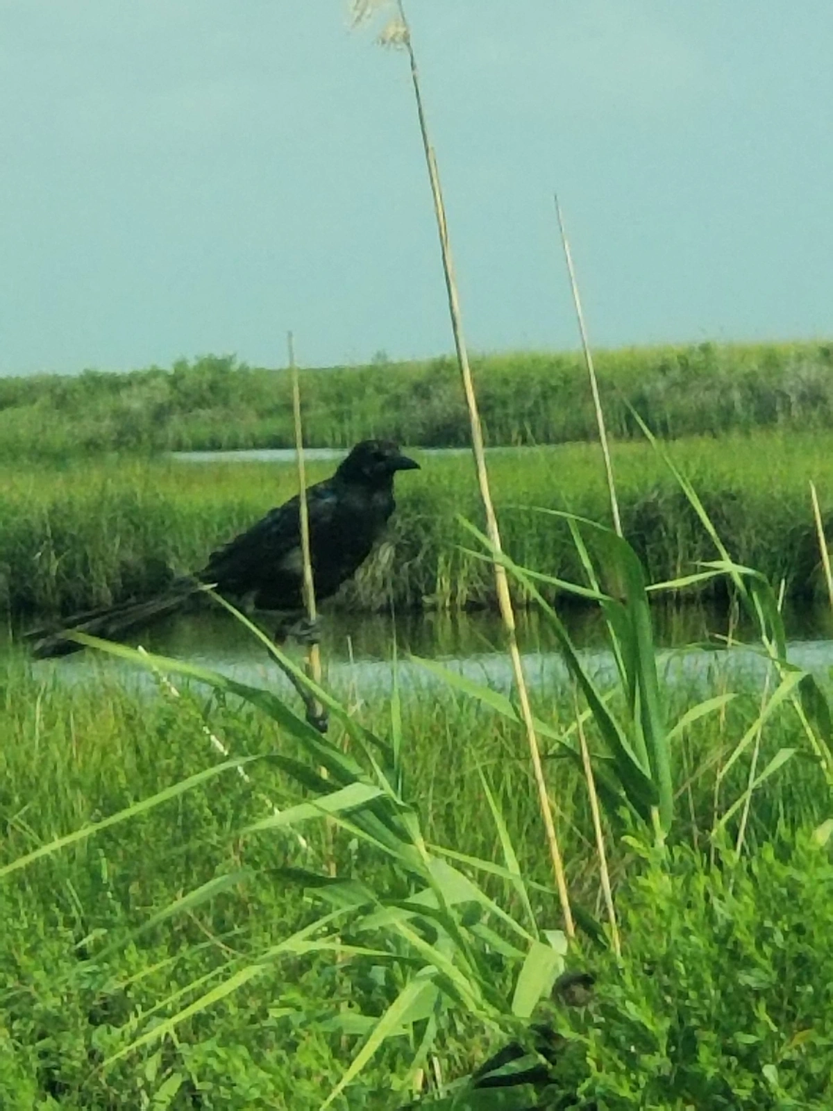 Grackle in Sabine Wildlife Refuge, Louisiana