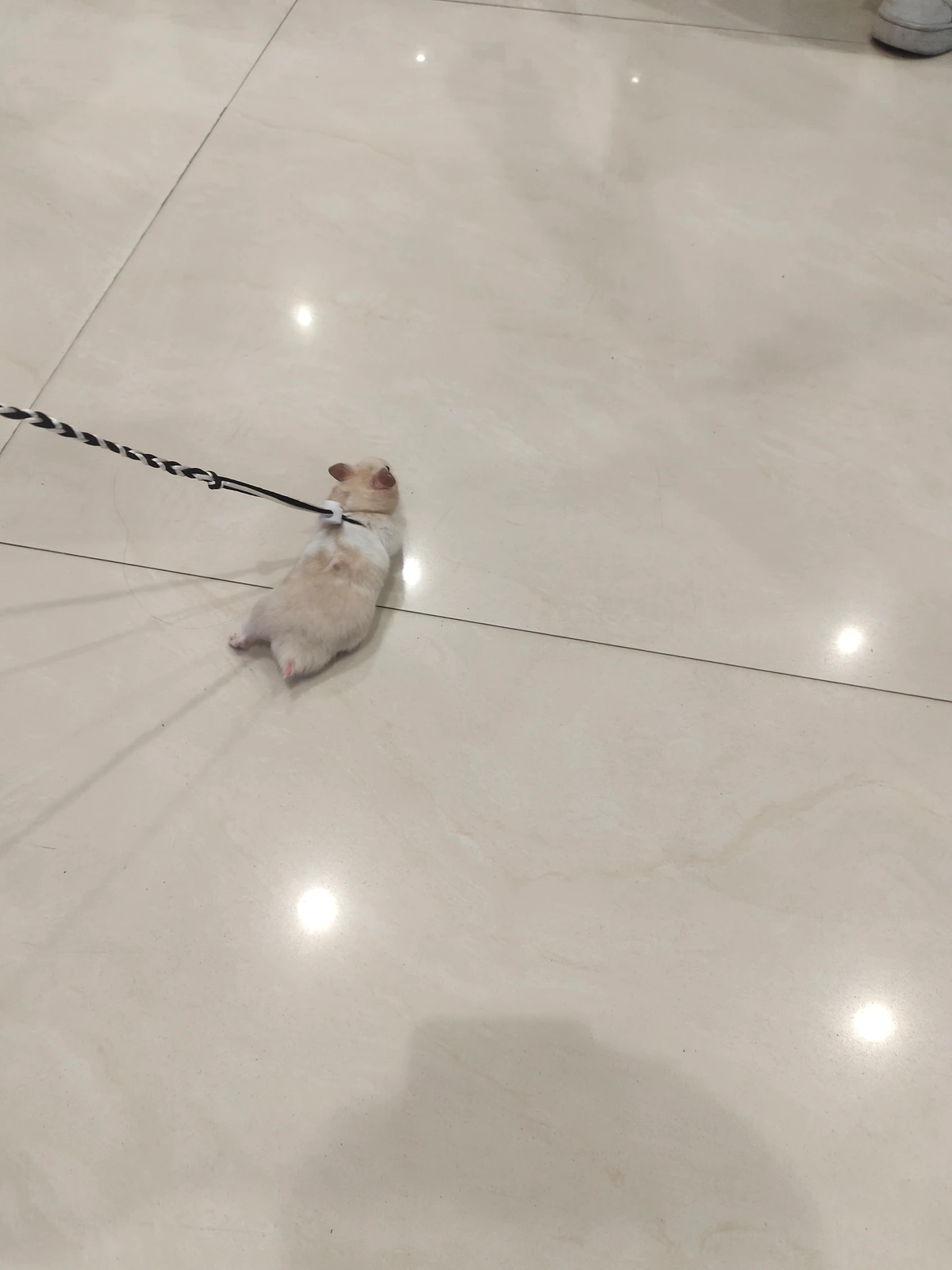 A mouse on a bright tiled floor, kept on a leash
