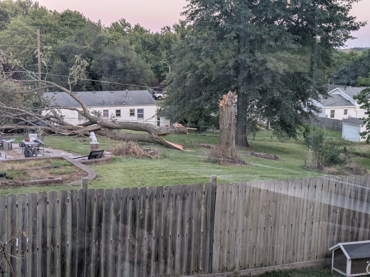 Tree broken by a storm 