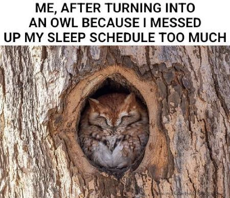 A picture of an owl sleeping in a tree. The caption is "Me, after turning into an owl because I messed up my sleep schedule too much".
