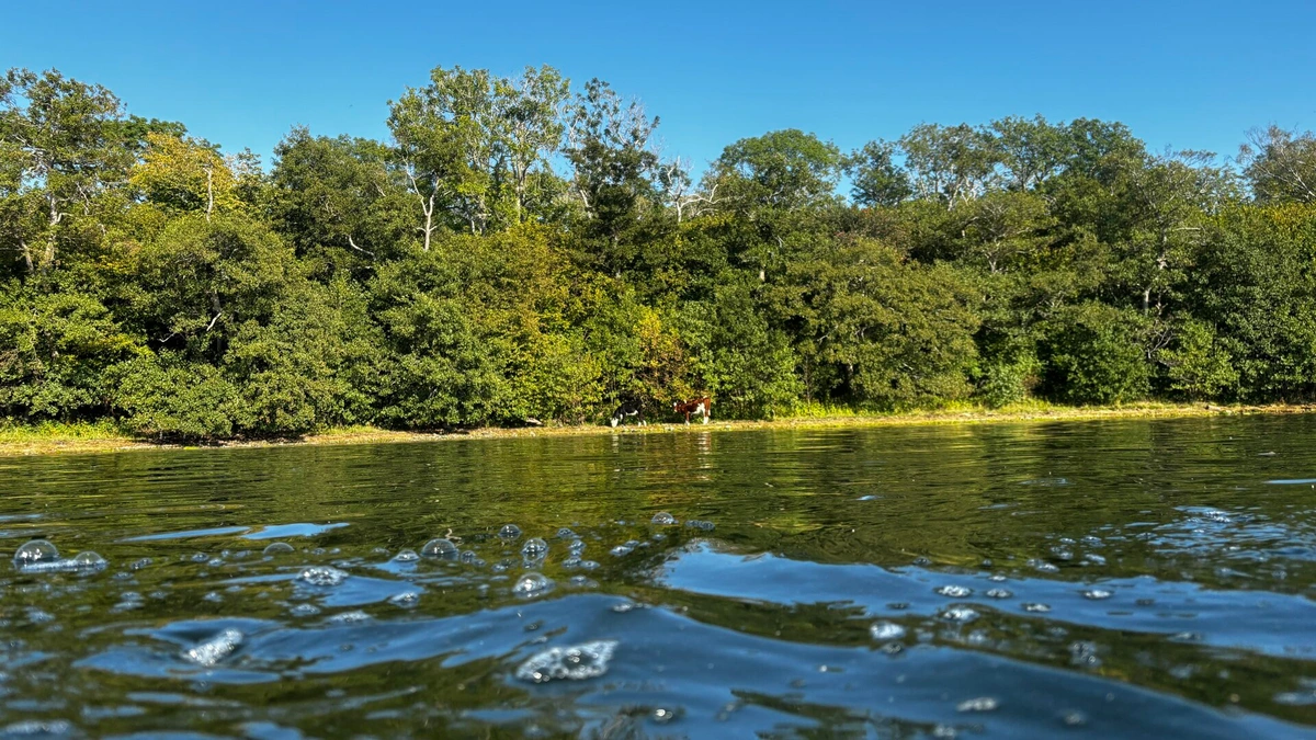 Photo from water level of some cows grazing on a forested beach.