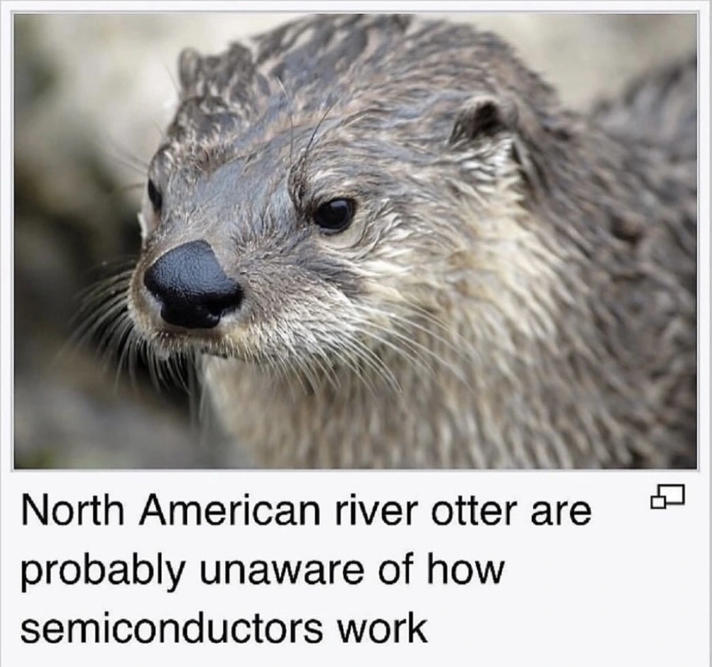 Fun Otter Fact