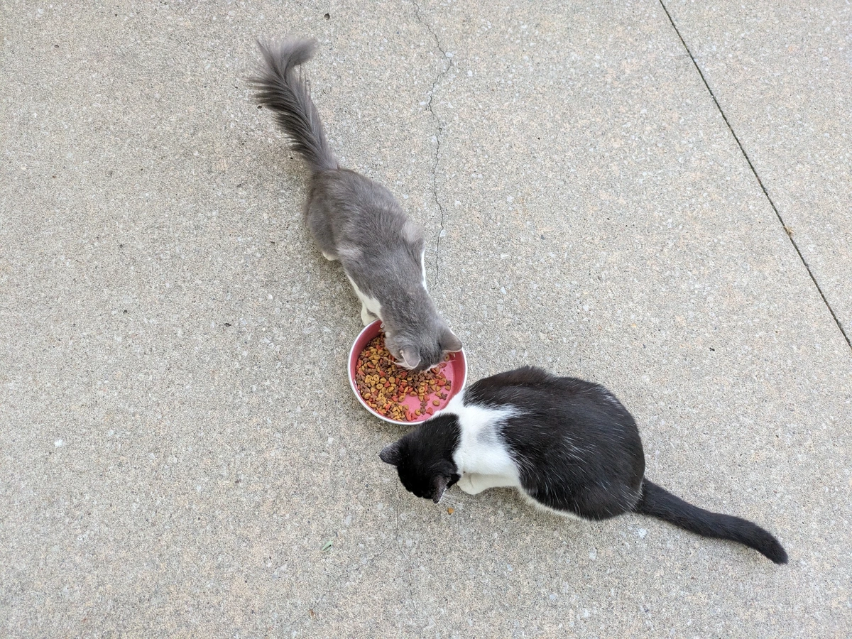 two cats eating from the same bowl 