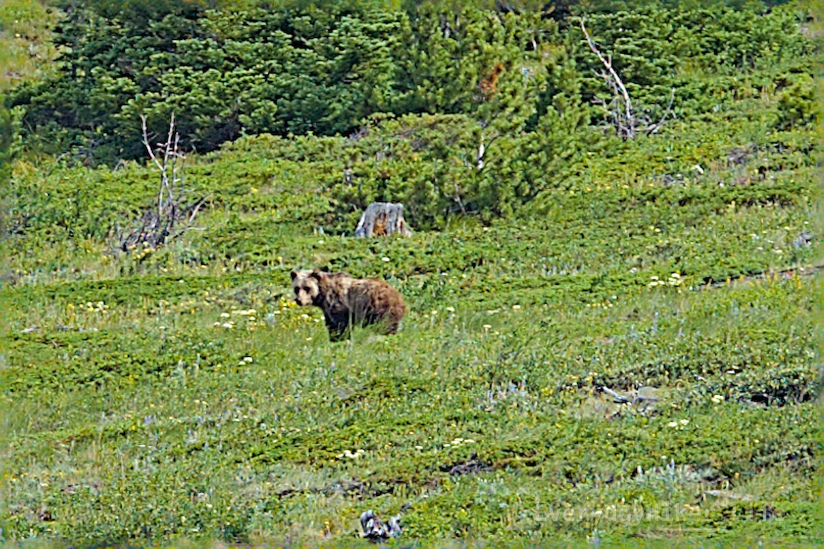 Grizzly Bear seen looking over its shoulder at me from a distance.  Was searching around in the meadow for a while.