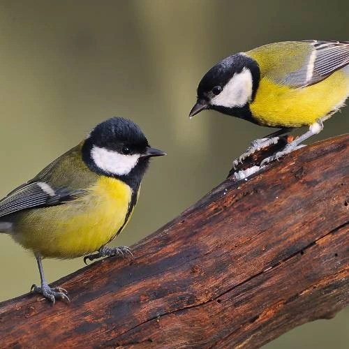 tits whatever who give a shit