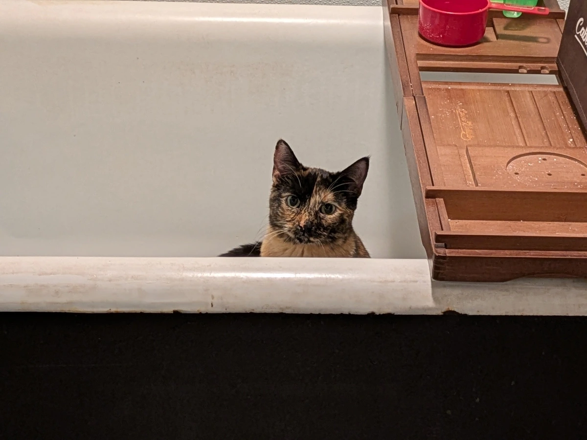 Cat in Bath tub