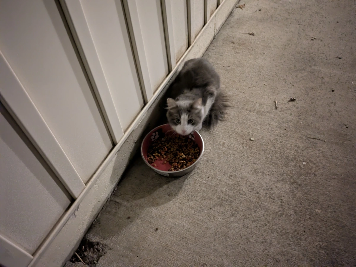 Cat eating food 