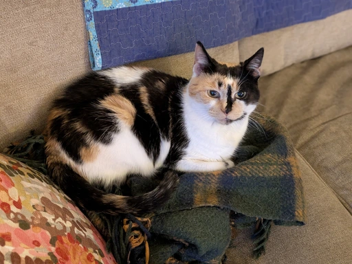 Calico Cat on plaid blanket on tan couch. judging you.