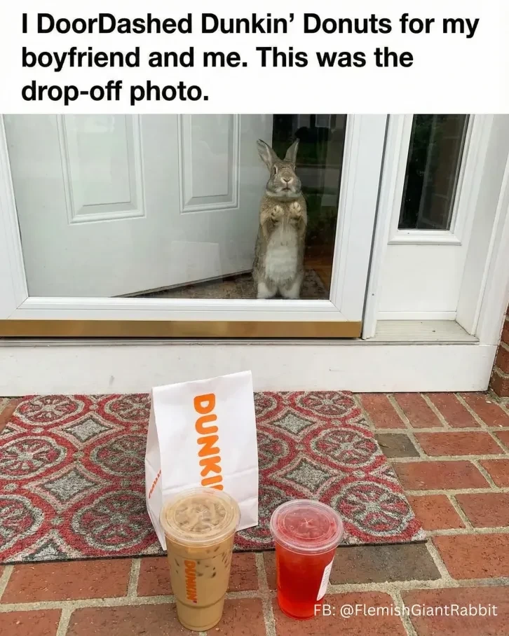 "I DoorDashed Dunkin' Donuts for my boyfriend and me. This was the drop-off photo.". Picture of a order of Dunkin' Donuts in front of a glass door with a bunny behind it