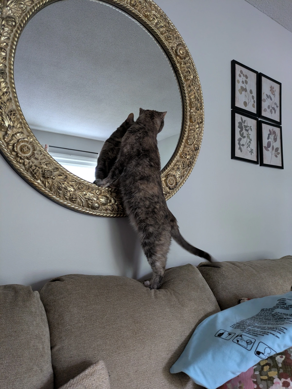cat and a mirror.